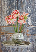 AMARYLLIS HIPPEASTRUM CLOWN IN METAL CONTAINER ON TABLE BY DOOR - STYLING BY JACKY HOBBS