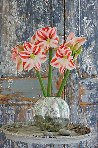 AMARYLLIS_HIPPEASTRUM_CLOWN_IN_METAL_CONTAINER_ON_TABLE_BY_DOOR__STYLING_BY_JACKY_HOBBS