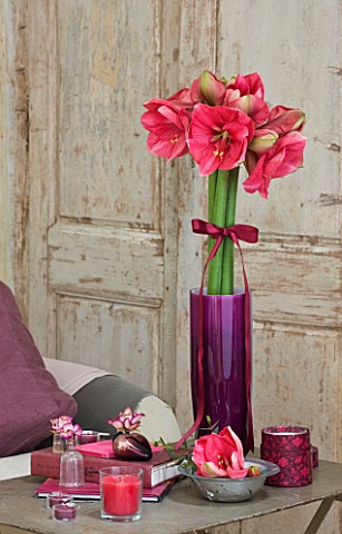 AMARYLLIS_HIPPEASTRUM_HERCULES_IN_PURPLE_CONTAINER_ON_METAL_TABLE__STYLING_BY_JACKY_HOBBS