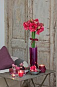 AMARYLLIS HIPPEASTRUM HERCULES IN PURPLE CONTAINER ON METAL TABLE - STYLING BY JACKY HOBBS