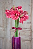 AMARYLLIS HIPPEASTRUM HERCULES IN PURPLE CONTAINER WITH BOW - STYLING BY JACKY HOBBS