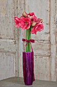 AMARYLLIS HIPPEASTRUM HERCULES IN PURPLE CONTAINER WITH BOW - STYLING BY JACKY HOBBS