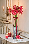 AMARYLLIS HIPPEASTRUM HERCULES IN SILVER CONTAINER WITH BOW - STYLING BY JACKY HOBBS