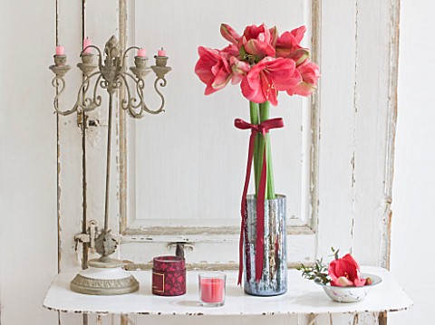 AMARYLLIS_HIPPEASTRUM_HERCULES_IN_SILVER_CONTAINER_WITH_BOW__STYLING_BY_JACKY_HOBBS