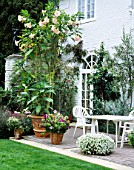 PINK TRUMPETS OF BRUGMANSIA ROSEA TOWER ABOVE TABLE & CHAIRS ON PATIO/TERRACE AT OSLER ROAD  OXFORD