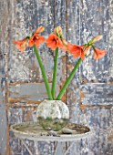 AMARYLLIS HIPPEASTRUM DESIRE IN SILVER CONTAINER ON TABLE BESIDE DOOR - STYLING BY JACKY HOBBS