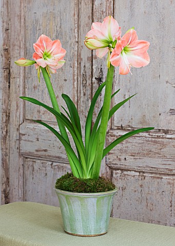 AMARYLLIS_HIPPEASTRUM_DARLING_IN_GREEN_GLAZED_CONTAINER_ON_TABLE_BY_DOOR__STYLING_BY_JACKY_HOBBS