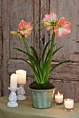 AMARYLLIS HIPPEASTRUM DARLING IN GREEN GLAZED CONTAINER ON TABLE BY DOOR - STYLING BY JACKY HOBBS