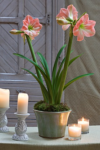 AMARYLLIS_HIPPEASTRUM_DARLING_IN_GREEN_GLAZED_CONTAINER_ON_TABLE_BY_DOOR__STYLING_BY_JACKY_HOBBS