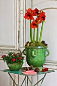 AMARYLLIS HIPPEASTRUM FERRARI IN GREEN GLAZED CONTAINER ON TABLE - STYLING BY JACKY HOBBS