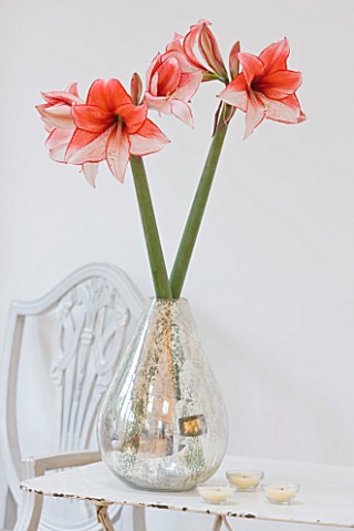 AMARYLLIS_HIPPEASTRUM_CHARISMA_IN_SILVER_CONTAINER_ON_TABLE___STYLING_BY_JACKY_HOBBS