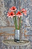 AMARYLLIS HIPPEASTRUM CHARISMA IN SILVER CONTAINER ON TABLE BESIDE DOOR -  STYLING BY JACKY HOBBS
