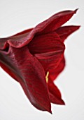 DARK RED FLOWERS OF AMARYLLIS HIPPEASTRUM BENFICA