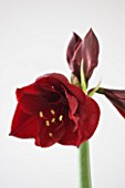 DARK RED FLOWERS OF AMARYLLIS HIPPEASTRUM BENFICA