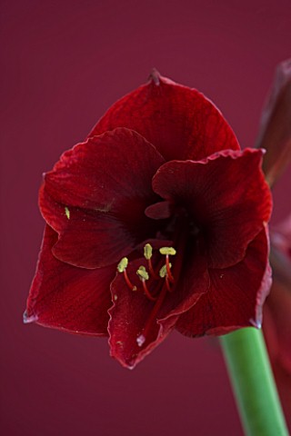 DARK_RED_FLOWERS_OF_AMARYLLIS_HIPPEASTRUM_BENFICA