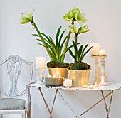 WHITE FLOWERS OF AMARYLLIS HIPPEASTRUM IN GREEN GLAZED CONTAINERS ON TABLE - STYLING BY JACKY HOBBS