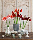 TABLE ARRANGEMENT WITH AMARYLLIS HIPPEASTRUM CHARISMA   FERRARI AND BENFICA IN CONTAINERS - STYLING BY JACKY HOBBS