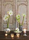 TABLE ARRANGEMENT WITH AMARYLLIS HIPPEASTRUM CHRISTMAS GIFT IN CONTAINERS - STYLING BY JACKY HOBBS
