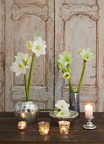 TABLE_ARRANGEMENT_WITH_AMARYLLIS_HIPPEASTRUM_CHRISTMAS_GIFT_IN_CONTAINERS__STYLING_BY_JACKY_HOBBS
