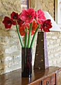 GLASS CONTAINER WITH CUT FLOWERS OF AMARYLLIS - AMARYLLIS HIPPEASTRUM DESIRE   FERRARI AND BENFICA