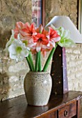 GLAZED CONTAINER WITH CUT FLOWERS OF AMARYLLIS - AMARYLLIS HIPPEASTRUM CLOWN   CHARISMA  CHALLENGER AND CHRISTMAS GIFT