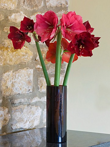 GLASS_CONTAINER_WITH_CUT_FLOWERS_OF_AMARYLLIS__AMARYLLIS_HIPPEASTRUM_DESIRE___FERRARI_AND_BENFICA