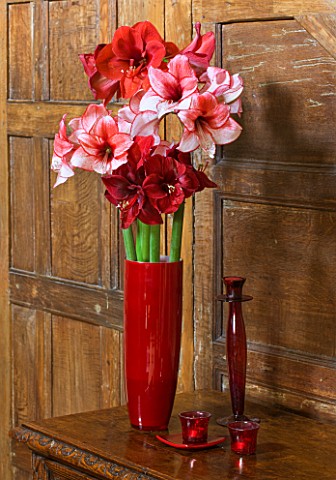 HALLWAY_WITH_WOODEN_PANELS_AND_RED_CUT_FLOWER_VASE_FILLED_WITH_AMARYLLIS__AMARYLLIS_HIPPEASTRUM_CHAR