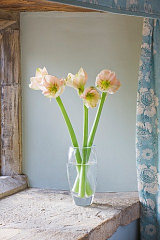 WINDOWSILL_IN_BLUE_BEDROOM_WITH_GLASS_CONTAINER_WITH_AMARYLLIS__AMARYLLIS_HIPPEASTRUM_CHERRY_BLOSSOM