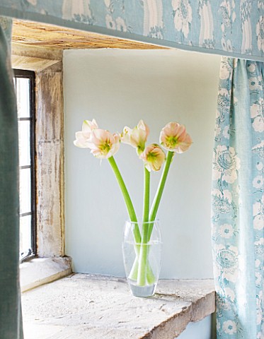 WINDOWSILL_IN_BLUE_BEDROOM_WITH_GLASS_CONTAINER_WITH_AMARYLLIS__AMARYLLIS_HIPPEASTRUM_CHERRY_BLOSSOM