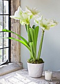WINDOWSILL WITH WHITE CONTAINER PLANTED WITH AMARYLLIS - AMARYLLIS HIPPEASTRUM CHALLENGER - STYLING BY JACKY HOBBS