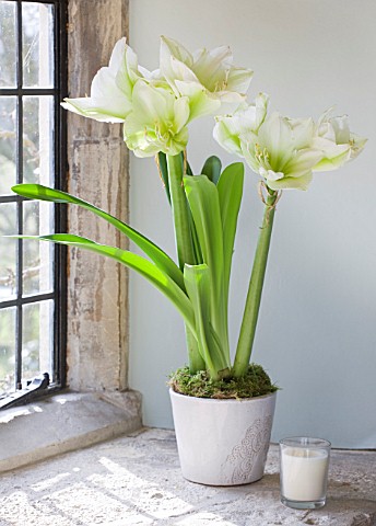 WINDOWSILL_WITH_WHITE_CONTAINER_PLANTED_WITH_AMARYLLIS__AMARYLLIS_HIPPEASTRUM_CHALLENGER__STYLING_BY