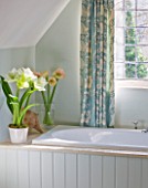 BATHROOM WITH CONTAINERS PLANTED WITH AMARYLLIS - AMARYLLIS HIPPEASTRUM CHALLENGER AND CHERRY BLOSSOM - STYLING BY JACKY HOBBS