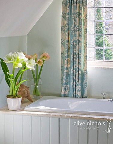BATHROOM_WITH_CONTAINERS_PLANTED_WITH_AMARYLLIS__AMARYLLIS_HIPPEASTRUM_CHALLENGER_AND_CHERRY_BLOSSOM