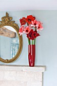 MANTELPIECE  WITH RED CONTAINER PLANTED WITH AMARYLLIS - AMARYLLIS HIPPEASTRUM CHARISMA   FERRARI  AND BENFICA  - STYLING BY JACKY HOBBS