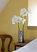 BEDROOM WITH METAL CONTAINER WITH AMARYLLIS - AMARYLLIS HIPPEASTRUM  CHRISTMAS GIFT- STYLING BY JACKY HOBBS