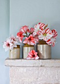 GLAZED JARS WITH AMARYLLIS ON MANTELPIECE WITH BLUE WALL  - AMARYLLIS HIPPEASTRUM TEMPTATION   CHARISMA AND CLOWN - STYLING BY JACKY HOBBS