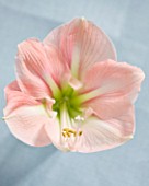 AMARYLLIS HIPPEASTRUM DARLING - STYLING BY JACKY HOBBS