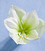 AMARYLLIS HIPPEASTRUM CHALLENGER - STYLING BY JACKY HOBBS