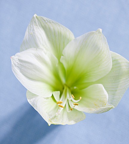 AMARYLLIS_HIPPEASTRUM_CHALLENGER__STYLING_BY_JACKY_HOBBS