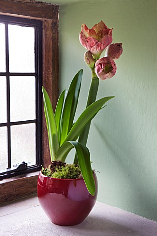 AMARYLLIS_HIPPEASTRUM_MEGASTAR_IN_RED_CONTAINER_IN_TOILET__STYLING_BY_JACKY_HOBBS