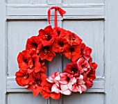 WREATH ON GREY DOOR MADE WITH AMARYLLIS HIPPEASTRUM CHARISMA   RED LION AND BENFICA - STYLING BY JACKY HOBBS