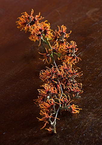 CLOSE_UP_OF_HAMAMELIS_X_INTERMEDIA_GINGERBREAD_ON_WOODEN_TABLE