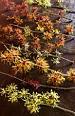 HAMAMELIS ON WOOD - BOTTOM TO TOP: HAMAMELIS ANNE  RUBIN  APHRODITE  COOMBE WOOD  GINGERBREAD  JAPONICA VAR MEGALOPHYLLA  GLOWING EMBERS  FOXY LADY AND ANGELLY