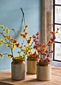 HAMAMELIS ANNE  COOMBE WOOD  JAPONICA VAR MEGALOPHYLLA  ANGELLY  APHRODITE  GINGERBREAD  GLOWING EMBERS  RUBIN  FOXY LADY  MAGIC FIRE  IN STONE JARS ON WINDOWSILL