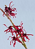 CLOSE UP OF THE RED FLOWERS OF HAMAMELIS RUBIN
