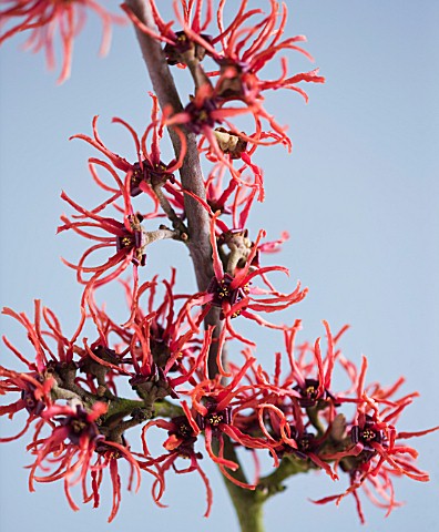CLOSE_UP_OF_THE_RED_FLOWERS_OF_HAMAMELIS_FOXY_LADY