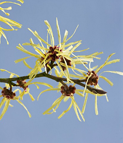 CLOSE_UP_OF_YELLOW_FLOWERS_OF_HAMAMELIS_ANGELLY