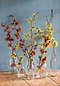 HAMAMELIS ANNE  COOMBE WOOD  JAPONICA VAR MEGALOPHYLLA  APHRODITE  GINGERBREAD  GLOWING EMBERS  RUBIN  FOXY LADY  IN GLASS BOTTLES ON WINDOWSILL