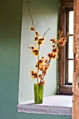 HAMAMELIS APHRODITE  GINGERBREAD AND GLOWING EMBERS IN GREEN VASE ON WINDOWSILL