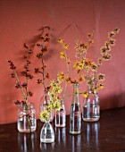 HAMAMELIS ANNE  COOMBE WOOD  JAPONICA VAR MEGALOPHYLLA  APHRODITE  GINGERBREAD  GLOWING EMBERS  RUBIN  FOXY LADY  IN GLASS BOTTLES ON WOODEN TABLE